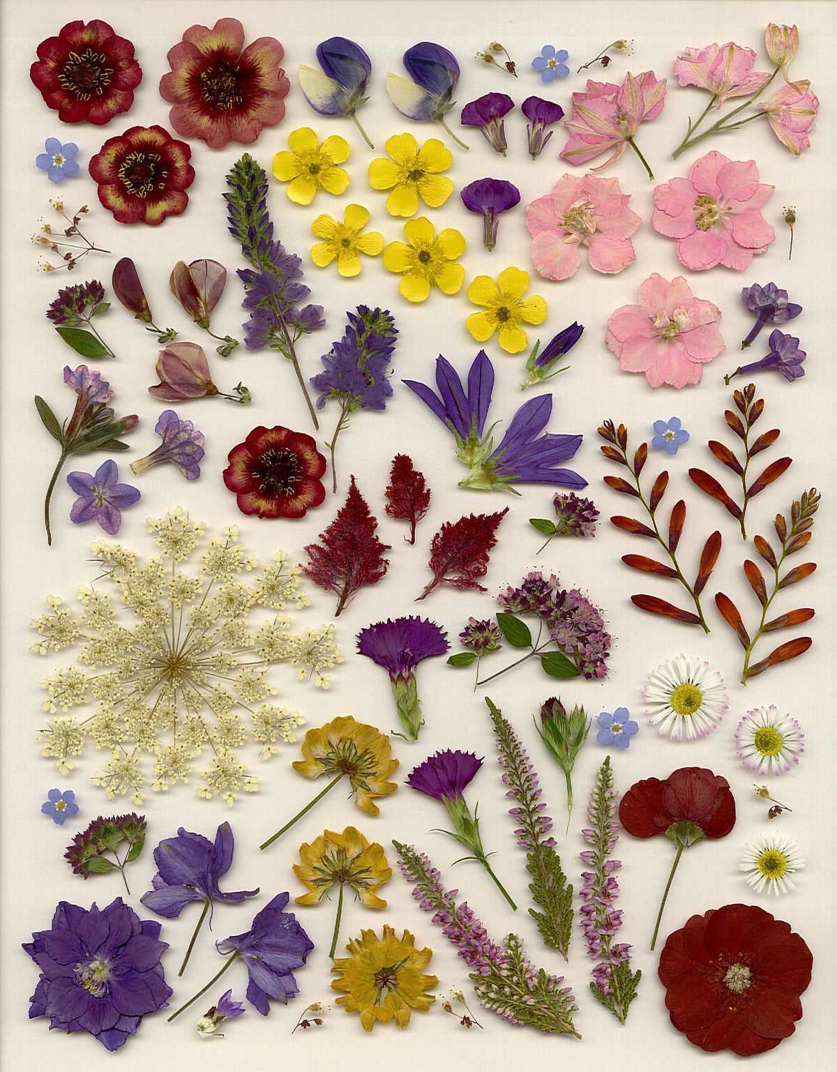 Making a Flower Press