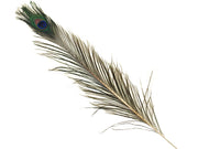 Peacock Feathers