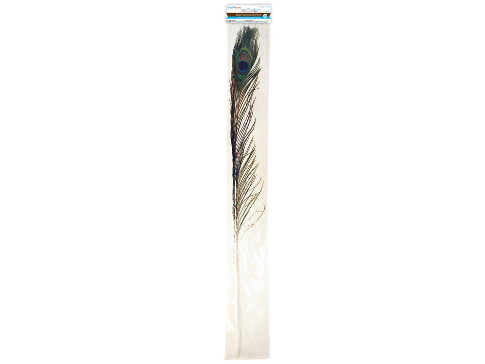 Peacock Feathers