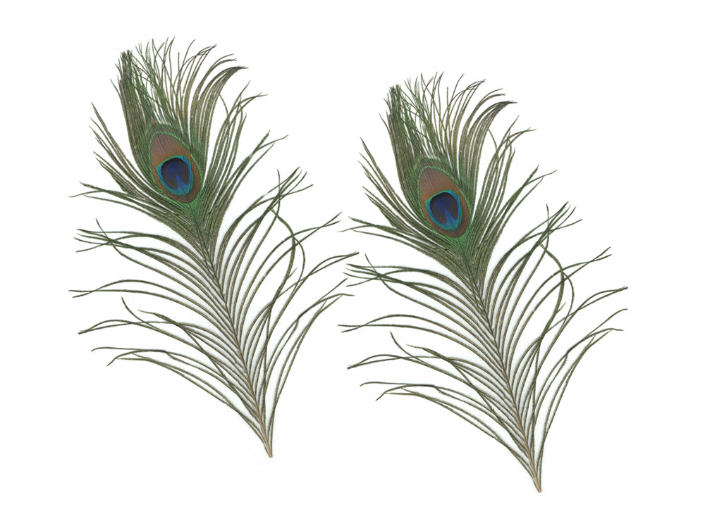 Peacock Feathers